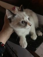 Beautiful Siamese kittens