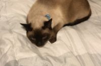 Selling female Siamese