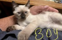 Siamese seal point/ragdoll Siamese mix