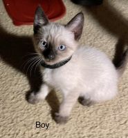 Siamese seal point/ragdoll Siamese mix
