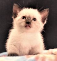 Purebred Seal Point Siamese Kittens