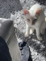 Snowflake five month male