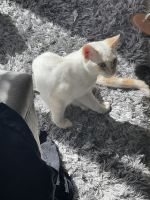 Snowflake five month male