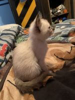 4 Weeks old full breed