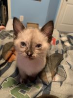 4 Weeks old full breed