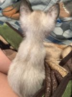 4 Weeks old full breed