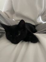 2 Kittens (3 month old)