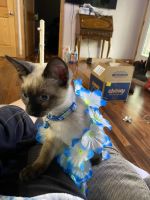 Chocolate point Siamese