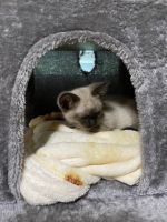 Chocolate point Siamese