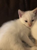 Flames Siamese kitten