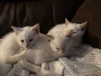 Flames Siamese kitten