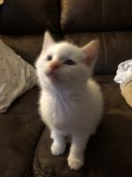 Flame Siamese kitten’s