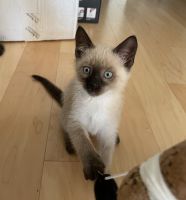 Siamese kitten
