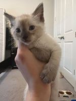 Siamese kitten