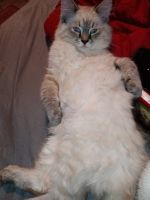 Lynx point Siamese