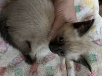 Male seal point siamese kitten