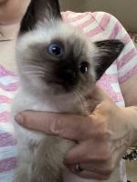 Male seal point siamese kitten
