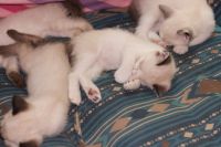 Point Siamese kittens