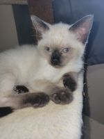 Gorgeous Siamese Female Kitten