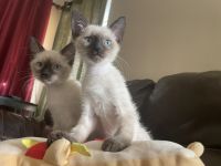Siamese kittens