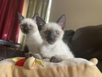 Siamese kittens