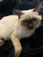 siamese kitten