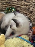 Kittens looking for good homes