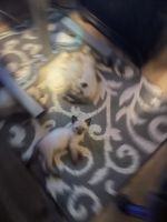 Kittens looking for good homes