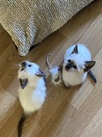 Siamese kittens