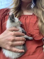 Siamese lynx point kitten