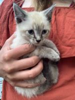Siamese lynx point kitten
