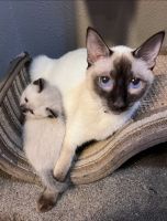 Siamese kittens