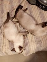 Siamese Cats for sale in Kolkata, West Bengal, India. price: 5,000 INR