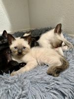 Siamese Cats for sale in Phoenix, AZ, USA. price: $350