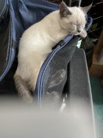 Blue Point Siamese kittens