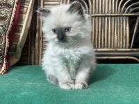 Siamese Cats for sale in Lucknow, Uttar Pradesh, India. price: 8,000 INR