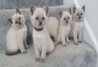 Siamese Cats for sale in Miami Beach, FL, USA. price: $750