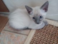 Siamese Cats for sale in Las Vegas, NV, USA. price: $300,500