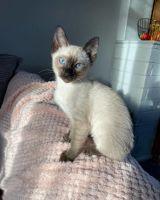 Top Quality Siamese Kittens Available.
