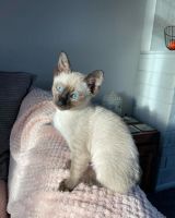 Top Quality Siamese Kittens Available.
