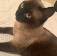 Blue eyed Siamese, 2 years old