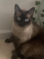 Blue eyed Siamese, 2 years old