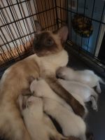 Siamese Cats for sale in Hartford, CT, USA. price: $75,000