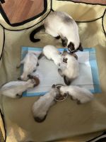 Kittens for sale