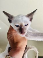 Oriental & Siamese Kittens ***