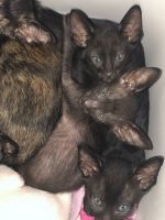 Oriental & Siamese Kittens ***