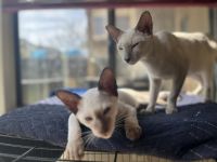 Oriental & Siamese Kittens ***