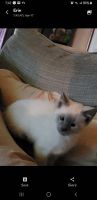 Siamese Cats for sale in Erie, PA, USA. price: $300