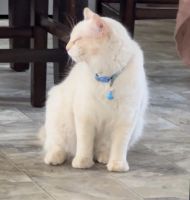 Selling my blue eyed cat