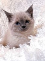 Himalayan/ Siamese kittens